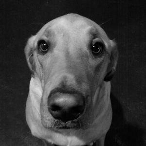 Meet your Posher, Shonna